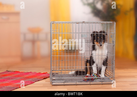 Chiot, sheltie, 4 mois et demi, dans la cage / Shetland Sheepdog, kennel Banque D'Images