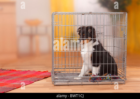 Chiot, sheltie, 4 mois et demi, dans la cage / Shetland Sheepdog, kennel Banque D'Images