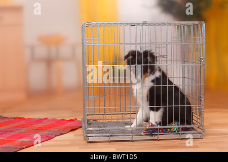 Chiot, sheltie, 4 mois et demi, dans la cage / Shetland Sheepdog, kennel Banque D'Images