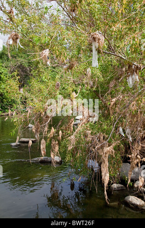 Des sacs en plastique et autres déchets se font prendre et s'accumuler dans les arbres et arbustes le long de la Los Angeles River au Glendale Narrows Banque D'Images