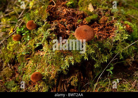 Les champignons et la Mousse poussant sur le sol forestier, Blagden Préserver, Indian Point, Maine, USA Banque D'Images