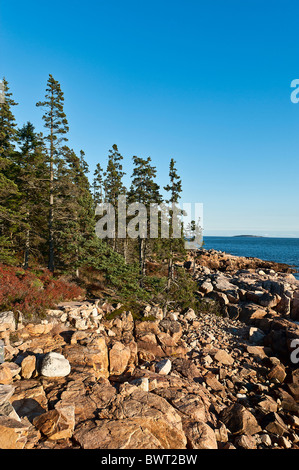 Côte Rocheuse à Ship Harbour, Acadia NP, Maine, ME, USA Banque D'Images