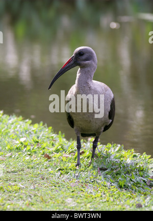 L'Ibis hagedash Hadeda ou, Bostrychia hagedash, Threskiornithidae, Afrique du Sud Banque D'Images