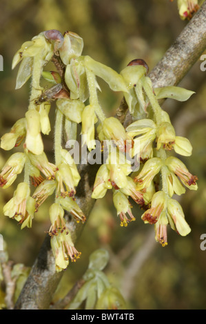 Corylopsis spicata Spike Witch-Hazel Banque D'Images