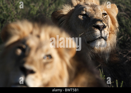 Les lions du Kalahari mâle dominant, Loewe lion Panthera leo, Afrique du Sud, Botsuana, Kgalagadi Transfrontier Park Banque D'Images