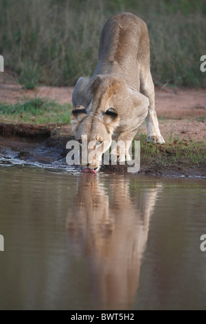 Point d'eau potable à l'lions, Panthera leo, une plus grande région Krugerpark, Timbavati, Ingwelala, fierté, rudel, femme, lionne, Banque D'Images