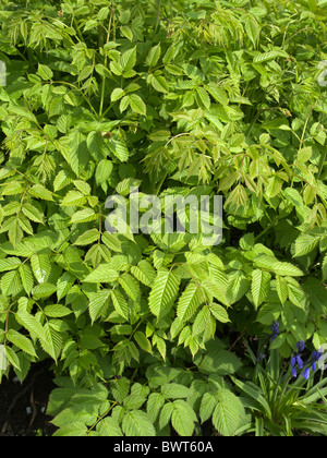 Aruncus dioics var. vulgaris autrement connu sous le nom de Barbe de chèvre au printemps Banque D'Images