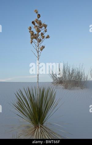 Soaptree yucca (Yucca elata) et les dunes de sable de gypse de White Sands National Monument, Alamogordo, Nouveau Mexique, USA. Banque D'Images