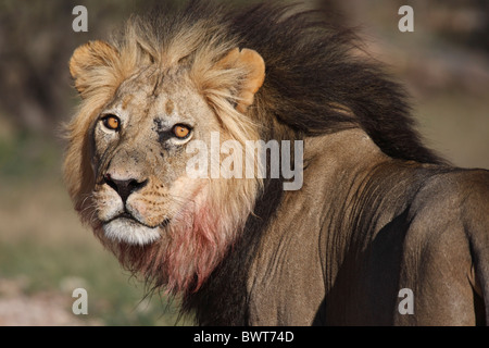 Mâle dominant lion Kalahari, Loewe lion Panthera leo, Afrique du Sud, Botsuana, Kgalagadi Transfrontier Park Banque D'Images
