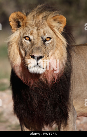 Mâle dominant lion Kalahari, Loewe lion Panthera leo, Afrique du Sud, Botsuana, Kgalagadi Transfrontier Park Banque D'Images