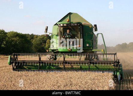 Moissonneuse-batteuse John Deer coupant la récolte dans un champ Dans l'Essex Banque D'Images