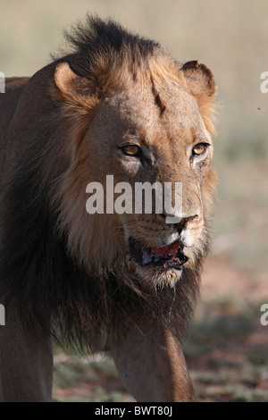 Mâle dominant lion Kalahari, Loewe lion Panthera leo, Afrique du Sud, Botsuana, Kgalagadi Transfrontier Park Banque D'Images