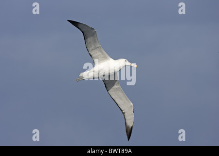 Le sud de l'Albatros (Diomedea epomophora Royal), adultes en vol, le sud de l'océan Atlantique, la Géorgie du Sud Banque D'Images