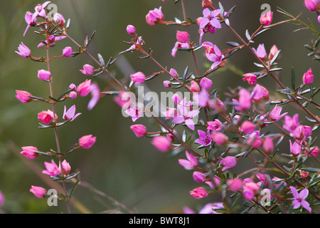 Le Boronia ledifolia, Royal National Park, Sydney, Australie Banque D'Images