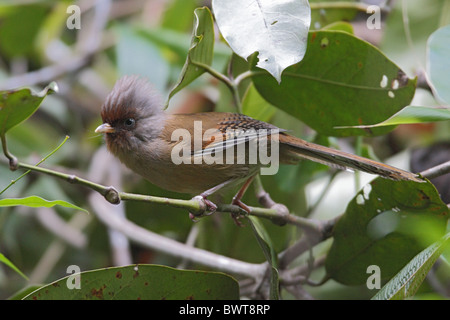 À la façade rouillée Barwing (Actinodura egertoni) adulte, perché sur des rameaux, Eaglenest Wildlife Sanctuary, Arunachal Pradesh, Inde, décembre Banque D'Images