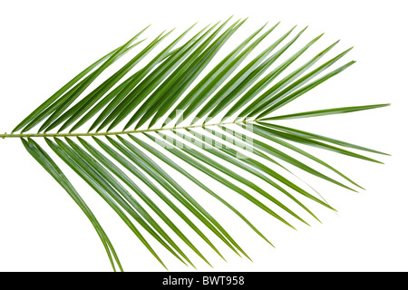 Green palm tree leaf isolé sur fond blanc Banque D'Images