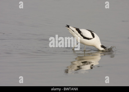 Avocette Recurvirostra avocetta eurasien (adultes), l'alimentation en eau peu profonde, Norfolk, Angleterre Banque D'Images