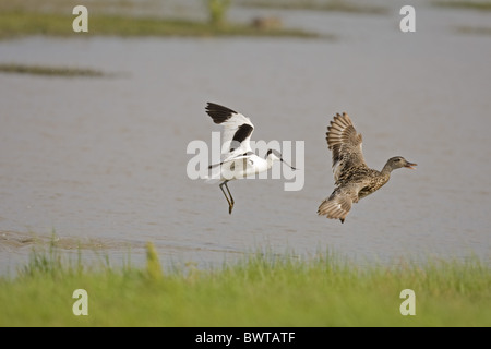 Avocette élégante (Recurvirostra avocetta eurasien), adultes en vol, chassant le Canard chipeau (Anas strepera), marais, le CLAJ Claj-next-the-Sea, Norfolk, Angleterre Banque D'Images