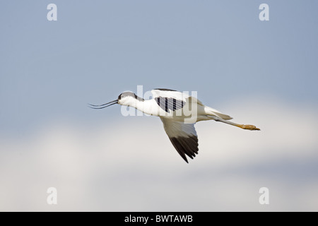 Avocette élégante (Recurvirostra avocetta eurasien), adultes, d'appel en vol, Norfolk, Angleterre, mai Banque D'Images