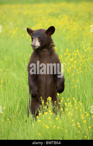 Aufrecht - stehend debout Jungtier - Jeune ours ours 'Amérique du Nord' 'américain' ursidés omnivores omnivore Banque D'Images