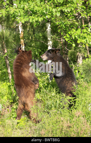 Aufrecht - stehend debout Jungtier - Jeune ours ours 'Amérique du Nord' 'américain' ursidés omnivores omnivore Banque D'Images