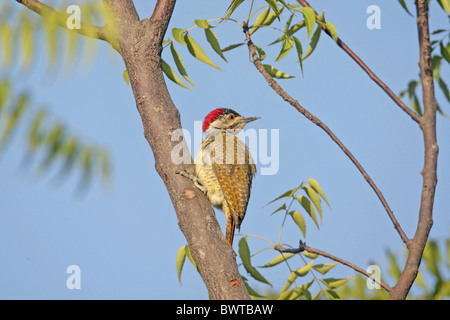 Le pic mar (Campethera punctuligera) femelle adulte, accroché à la branche d'arbre, Gambie, décembre Banque D'Images