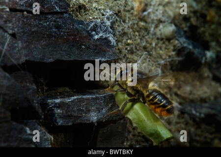 Coupeuses de feuilles Patchwork megachile centuncularis (BEE) arrivant sur la terre avec un oeuf jusqu'wraped dans une feuille. Banque D'Images