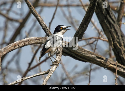 White-tailed Shrike (Lanioturdus torquatus), adultes, perché dans l'arbre d'appel, la Namibie Banque D'Images