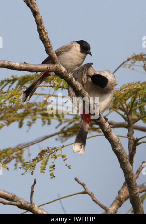 Bulbul à tête fuligineux (Pycnonotus aurigaster klossi) deux adultes, au lissage en vertu de l'aile, le nord de la Thaïlande, novembre Banque D'Images