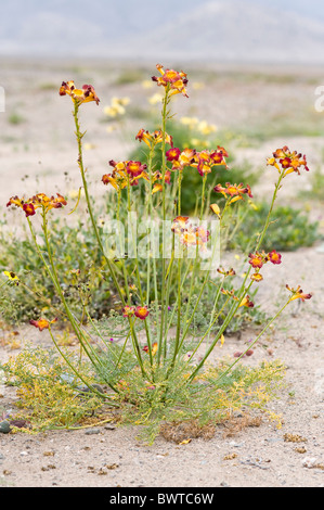 Argylia 'desierto fleurs radiata florido' Atacama (III) Chili Amérique du Sud Banque D'Images