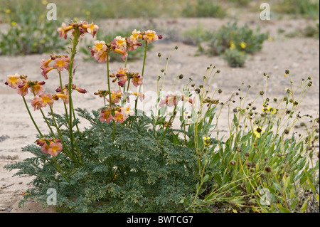 Argylia 'desierto fleurs radiata florido' Atacama (III) Chili Amérique du Sud Banque D'Images