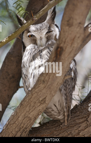 Le sud de l'Owl à face blanche (Ptilopsis granti) adulte, perché dans l'arbre, Kalahari, Afrique du Sud Banque D'Images