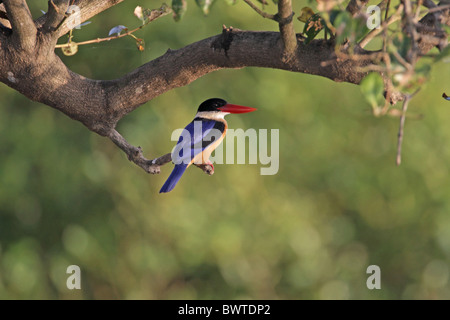 Black-capped Kingfisher (Halcyon pileata) adulte, perché dans les mangroves, la rivière Zuari, Goa, Inde, novembre Banque D'Images