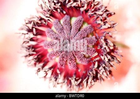 Superbe centre de rose tendre pavot d'orient, Patty's plum Jane-Ann Butler Photography JABP911 Banque D'Images