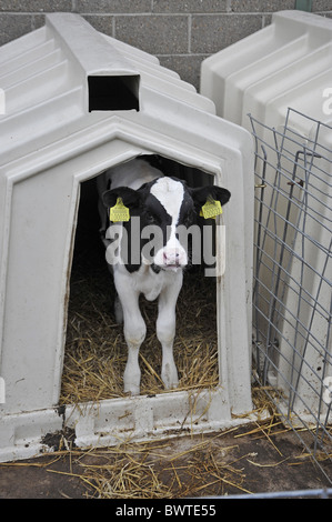 Holstein veau holstein friesian hutch frisons bovins vaches vache Holstein bovidés bovidés fermes agricoles domestiques d'ongulés d'agriculture Banque D'Images