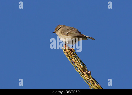 Feuille de Hume Phylloscopus humei-orangée (humei) adulte, perché sur conifère, Ili-Alatau N.P., Almaty, Kazakhstan, mai Banque D'Images