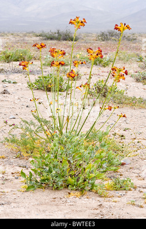 Argylia radiata fleurs après la pluie au désert d'Atacama au Chili Argentine Amérique du Sud Banque D'Images
