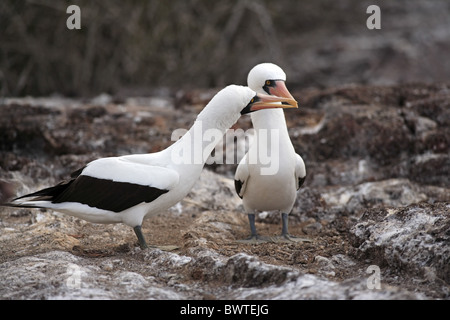 Fou de Nazca (Sula granti) paire adultes, en parade nuptiale, Îles Galápagos Banque D'Images