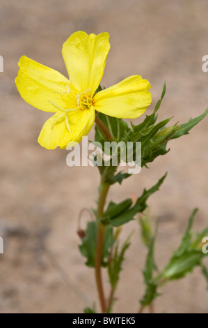 Oenothera sp.  ? Fleurs après la pluie dans le désert d'Atacama Chili Amérique du Sud Banque D'Images