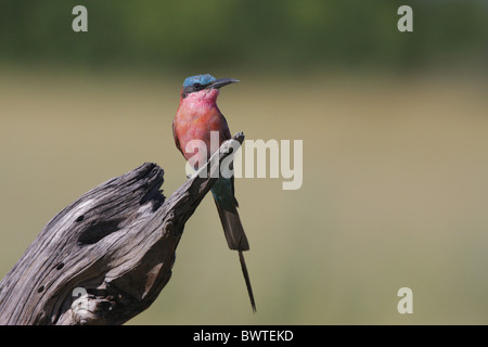 Le sud de Carmine Guêpier (Merops nubicoides) adulte, perché sur souche d'arbre, Okavango Delta, Botswana Banque D'Images