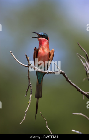 Le sud de Carmine Guêpier (Merops nubicoides) adulte, perché sur une branche, appelant, Kruger N.P., Afrique du Sud Banque D'Images