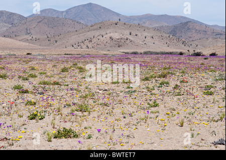 Désert d'Atacama change de couleur lorsque les plantes éclosent après la pluie Région III Atacama Chili Amérique du Sud Banque D'Images