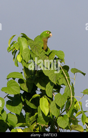 Conure cuivrée Olive (Aratinga nana) adulte, perché en haut des arbres, Linstead, Jamaïque, décembre Banque D'Images