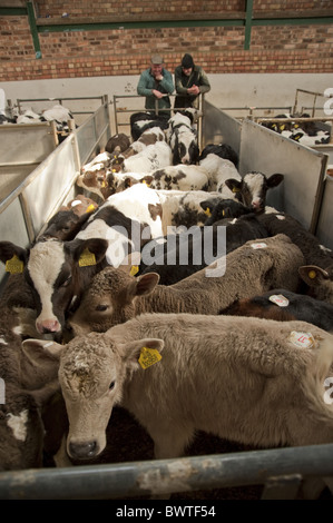 Poireau Auction Mart veaux veaux de race croisée marché de l'élevage du bétail bovin vaches vache stylo des bovidés domestiques domestiques fermes agricoles Banque D'Images