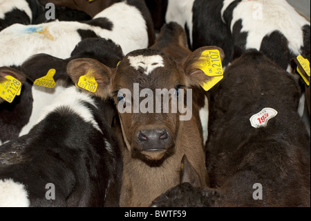 Poireau Auction Mart veaux veaux de race croisée marché de l'élevage du bétail bovin vaches vache stylo des bovidés domestiques domestiques fermes agricoles Banque D'Images