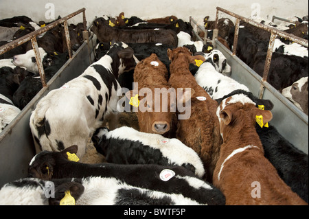 Poireau Auction Mart veaux veaux de race croisée marché de l'élevage du bétail bovin vaches vache stylo des bovidés domestiques domestiques fermes agricoles Banque D'Images