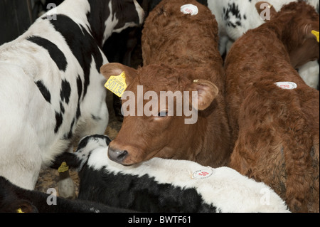 Poireau Auction Mart veaux veaux de race croisée marché de l'élevage du bétail bovin vaches vache stylo des bovidés domestiques domestiques fermes agricoles Banque D'Images