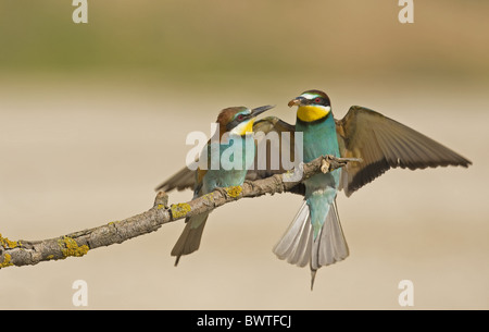 Guêpier d'Europe (Merops apiaster) paire adultes, alimentation de cour, en passant, d'insectes perchés sur des rameaux, Espagne Banque D'Images