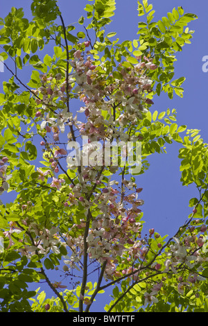 Palawan Arbres Cerisier rose fleur Fleurs Fleurs Cassia x 'Palawan Cherry' Plantes Jardin de plus en plus tropical tropique Banque D'Images