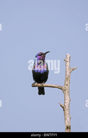 (Chalcomitra coccinigaster Splendid) mâle adulte, perché sur branche morte, Gambie, décembre Banque D'Images